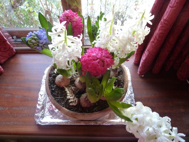 Blooming hyacinths